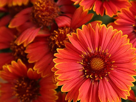 Spintop Yellow Touch Blanket Flower (Gaillardia spintop 'Yellow Touch') - 1 gallon