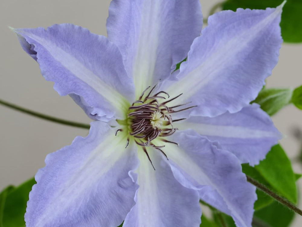 Tranquilite™ Clematis (Clematis “EVIPO103’) - 1 gallon