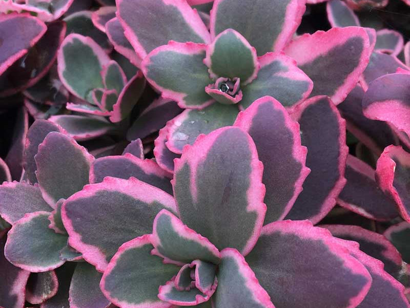 SunSparkler® Dream Dazzler Stonecrop (Sedum dream 'Dazzler') - 1 gallon