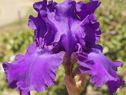 His Royal Highness German Iris (Iris germanica 'His Royal Highness') - 1 gallon