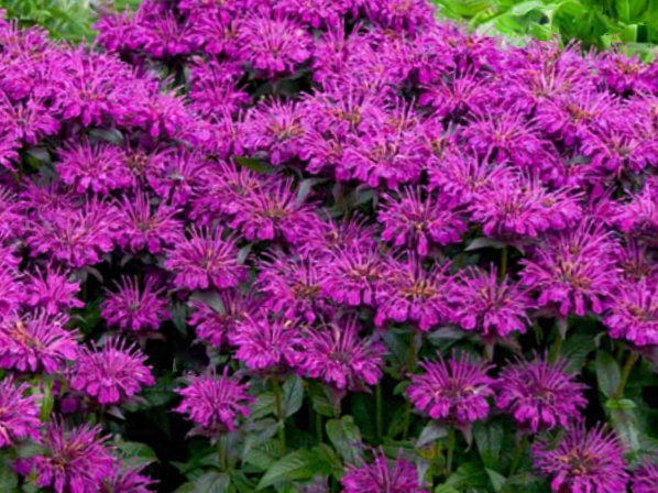 Sugar Buzz® Grape Gumball Bee Balm (Monarda 'Sugar Buzz Grape Gumball') - 1 gallon