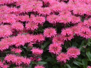 Sugar Buzz® Bubblegum Blast Bee Balm (Monarda 'Sugar Buzz Bubblegum Blast') - 1 gallon