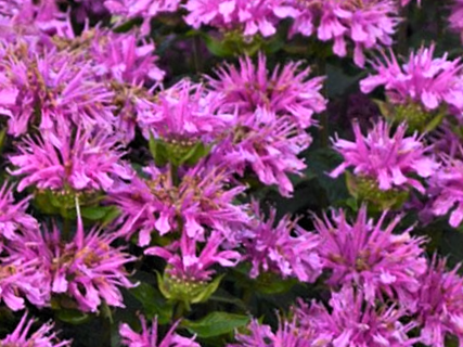 Sugar Buzz® Rockin Raspberry Bee Balm (Monarda 'Sugar Buzz Rockin Raspberry') - 1 gallon
