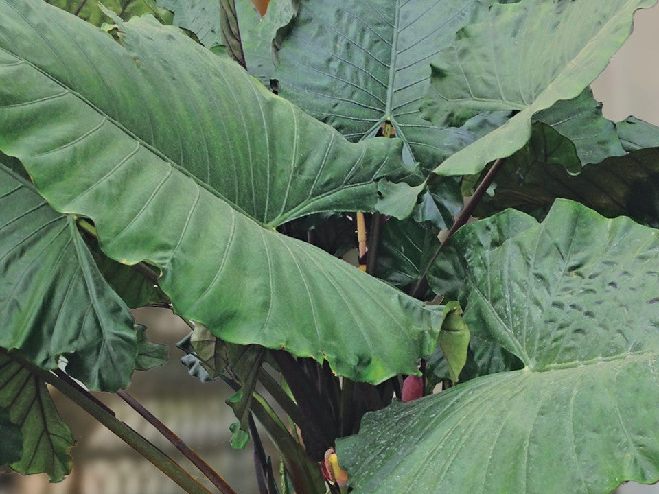 Sumo Elephant Ear (Alocasia 'Sumo') - 1 gallon