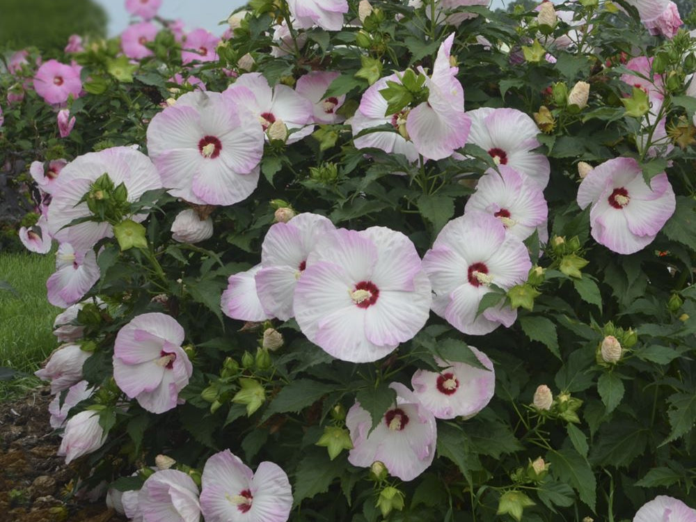 Summerific® 'Ballet Slippers' Rose Mallow (Hibiscus x 'Summerific Ballet Slippers') - 2 gallon