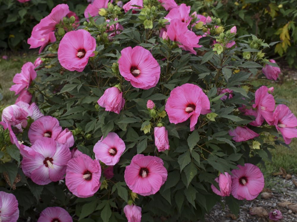 Summerific® 'Candy Crush' Rose Mallow (Hibiscus x 'Summerific Candy Crush') - 2 gallon