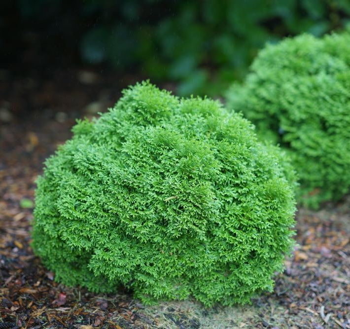 Tater Tot® Arbovitae (Thuja occidentalis 'Tater Tot') - 2 gallon
