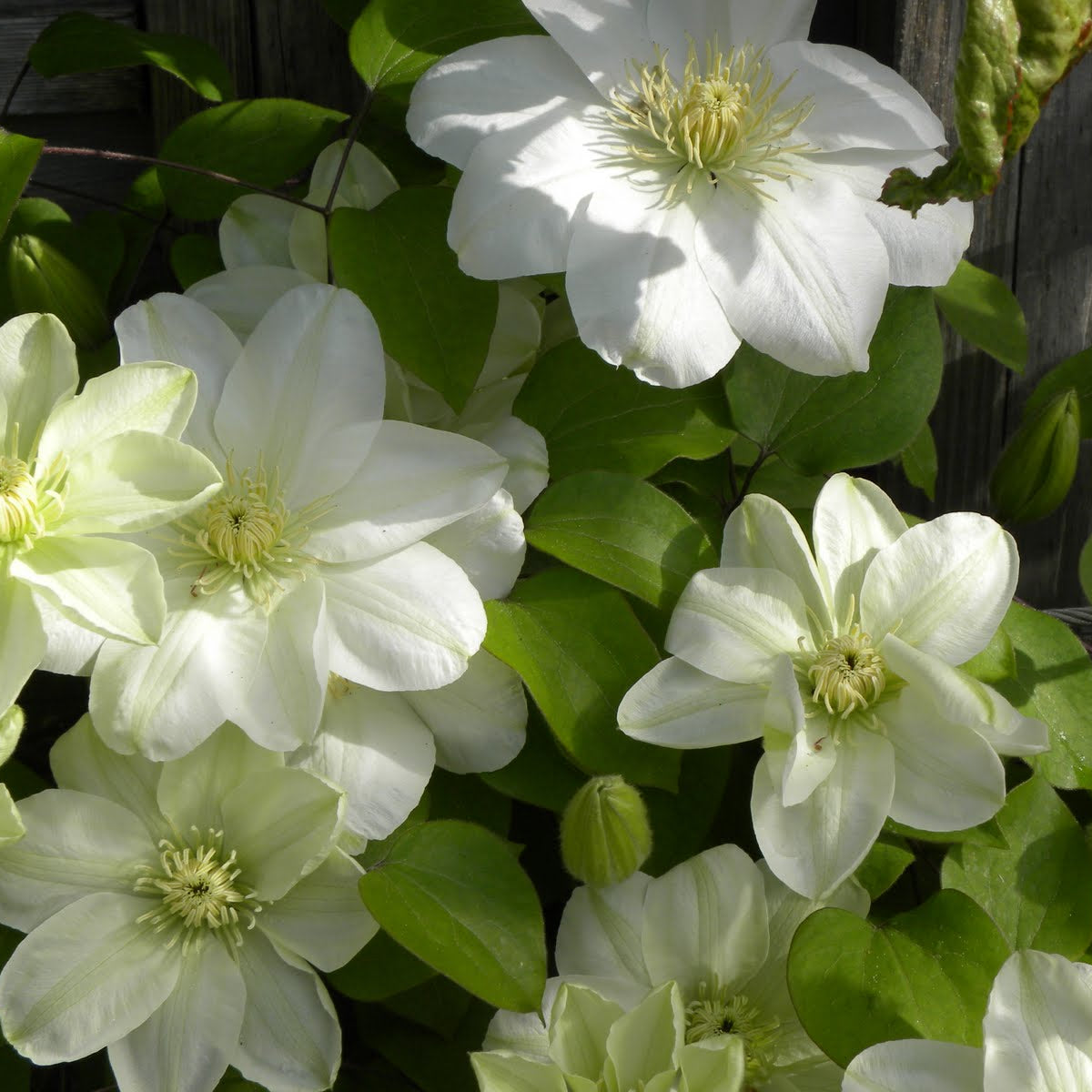 Guernsey Cream Clematis (Clematis guernsey 'Guernsey Cream') - 1 gallon