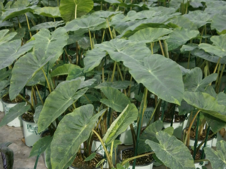 Illustris Elephant Ear (Colocasia antiquorum 'Illustris') - 1 gallon