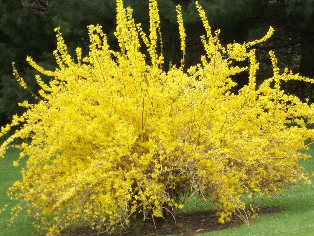 Spring Glory Forsythia (Forsythia x intermedia 'Spring Glory') - 3 gallon 24-30"