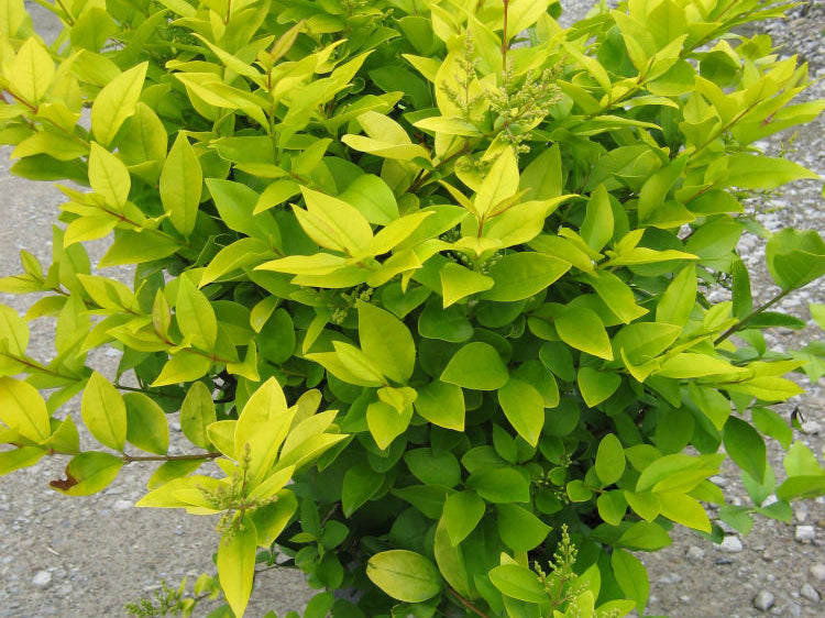 Golden Vicary Privet (Ligustrum x vicary 'Vicaryi') - 3 gallon 15"