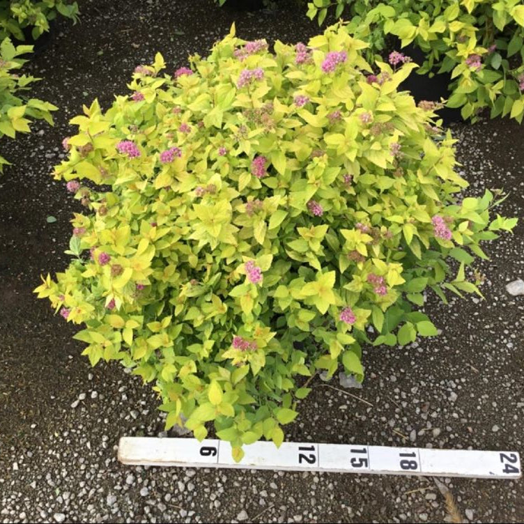 Goldmound Spirea (Spiraea japonica 'Goldmound') - 3 gallon 15"