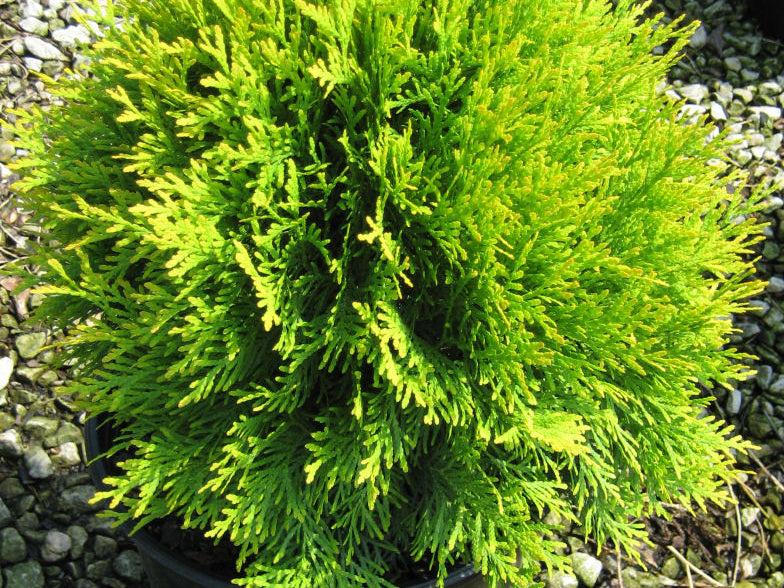 Golden Globe Arborvitae (Thuja occidentalis 'Globosa Aurea') - 3 gallon 12"