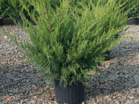 Sea Green Juniper (Juniperus chinensis 'Sea Green') - 3 gallon 15"