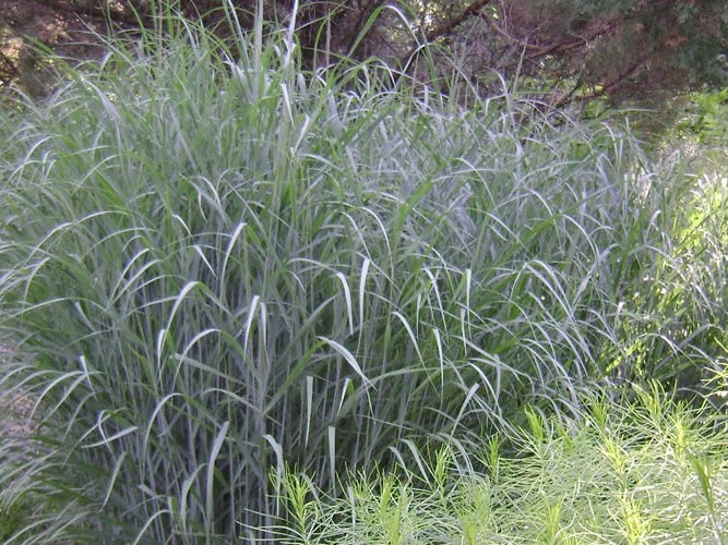 Heavy Metal Switch Grass (Panicum virgatum 'Heavy Metal') - 3 gallon