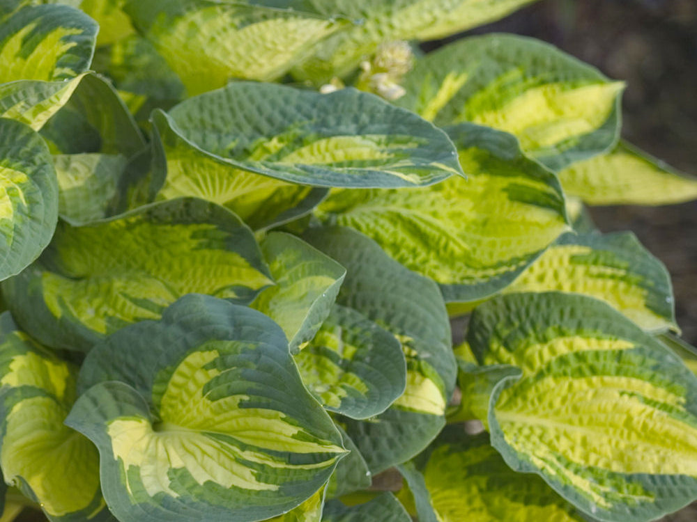 Great Expectations Plantain Lily (Hosta great 'Great Expectations') - 1 gallon