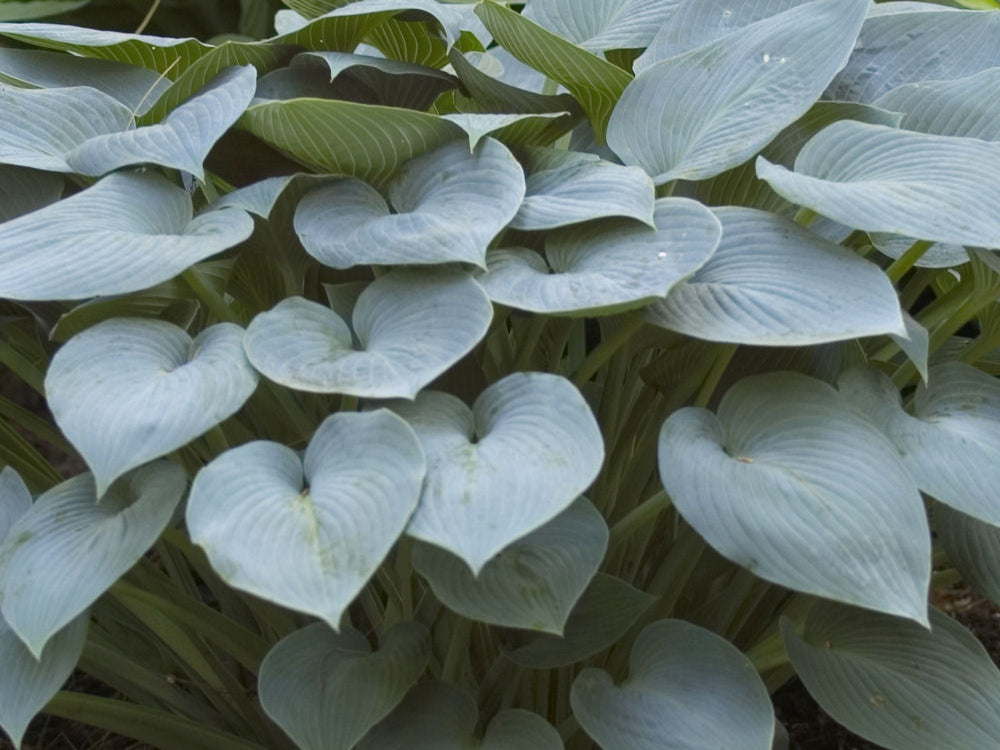 Halcyon Plantain Lily (Hosta halcyon 'Halcyon') - 1 gallon