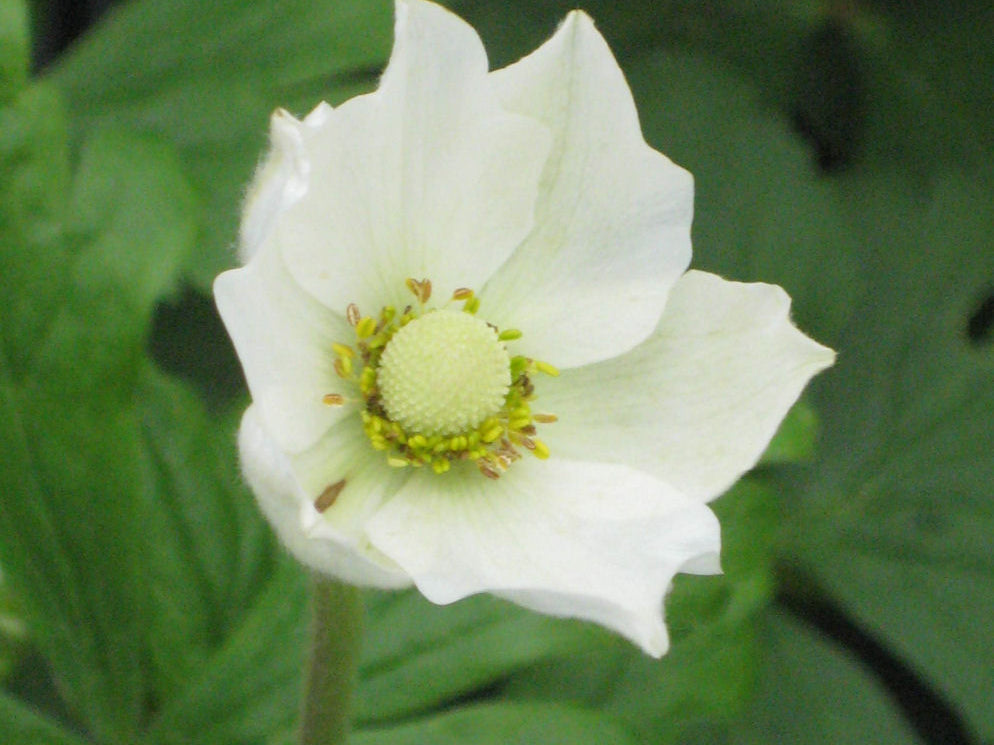 Snowdrop Windflower (Anemone sylvestris) - 1 gallon