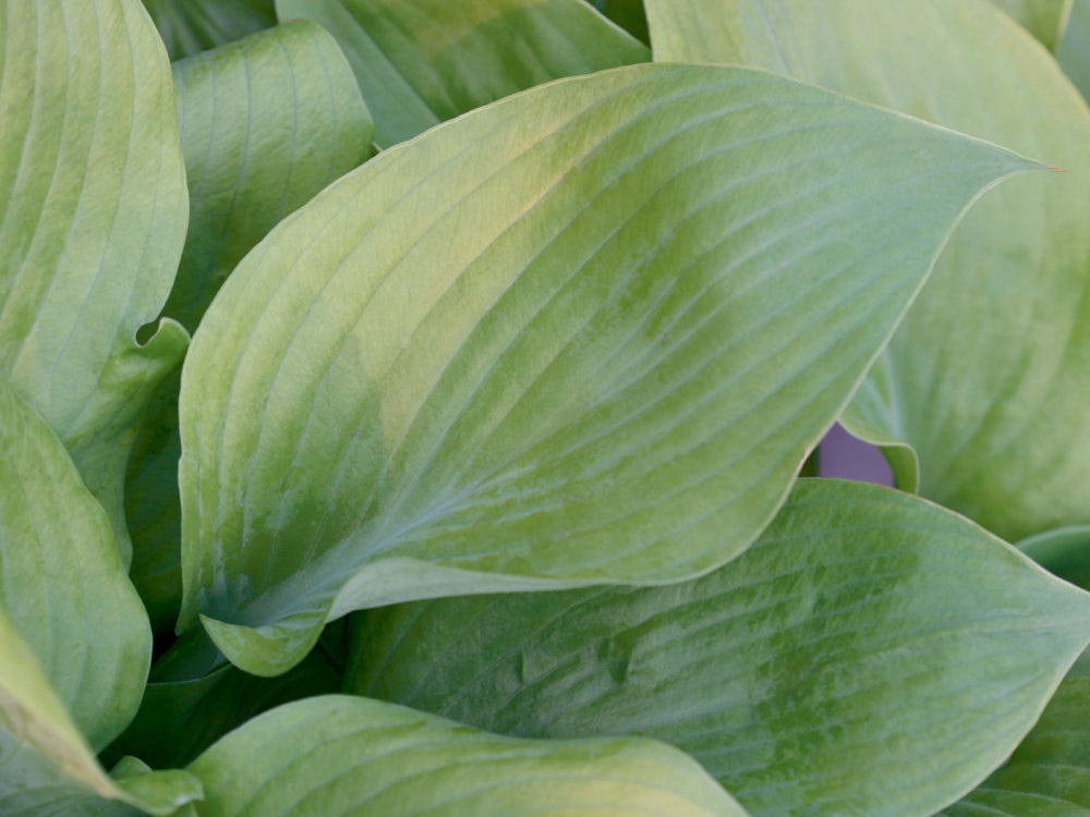 Sum and Substance Plantain Lily (Hosta 'Sum and Substance') - 1 gallon