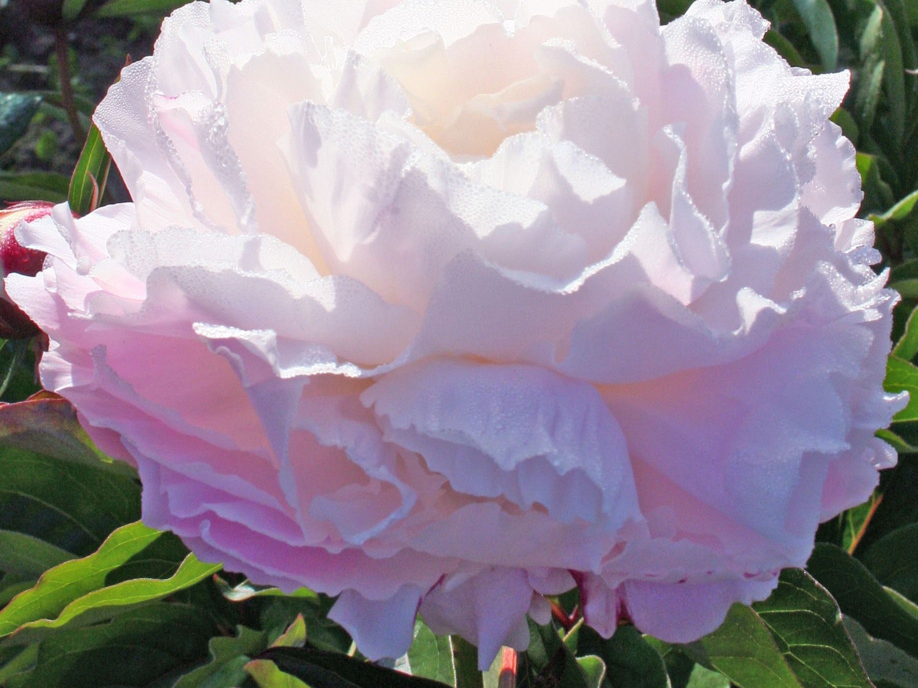 Shirley Temple Peony (Paeonia lactiflora 'Shirley Temple') - 2 gallon