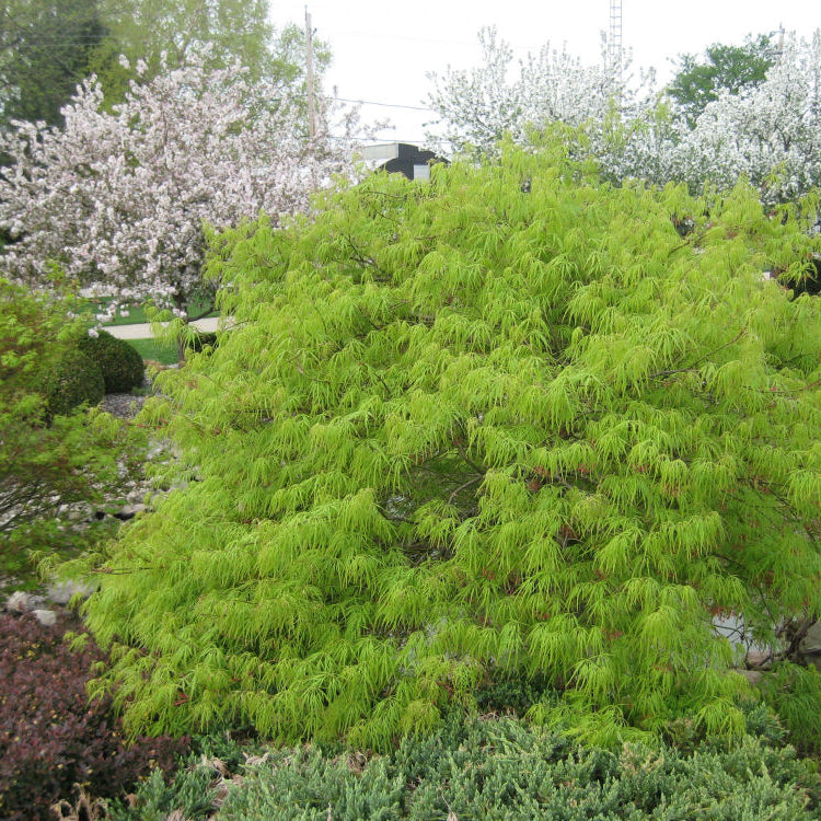 Green Laceleaf Japanese Maple (Acer palmatum var. dissectum 'Viridis') - 3 gallon 15"