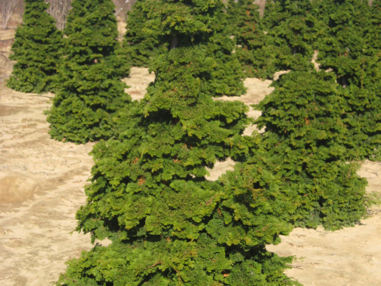 Semi-dwarf Hinoki False Cypress (Chamaecyparis obtusa 'Compacta') - 3 gallon 18"