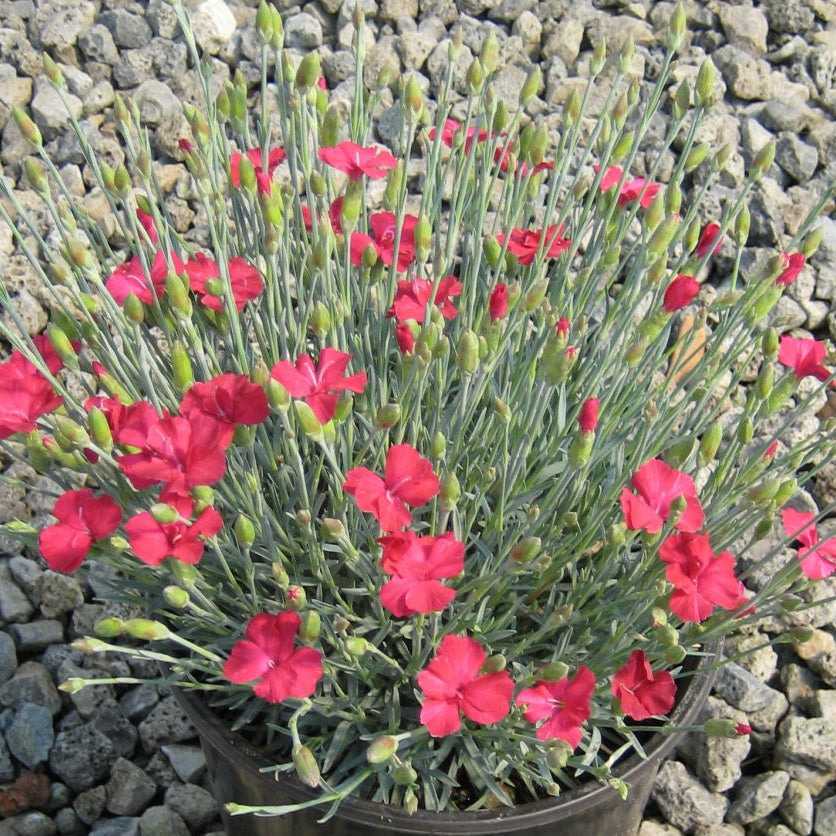 Frosty Fire Pinks (Dianthus gratianopolitanus 'Frosty Fire') - 1 gallon