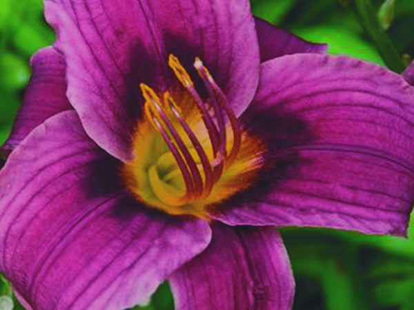 Grape Magic Daylily (Hemerocallis grape 'Grape Magic') - 1 gallon