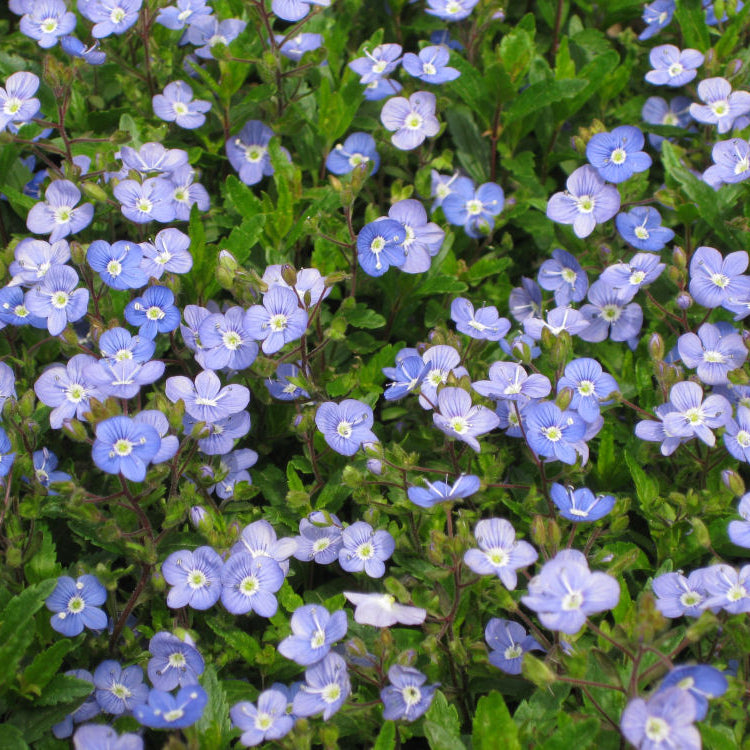 Georgia Blue Creeping Speedwell (Veronica umbrosa 'Georgia Blue') - 1 gallon