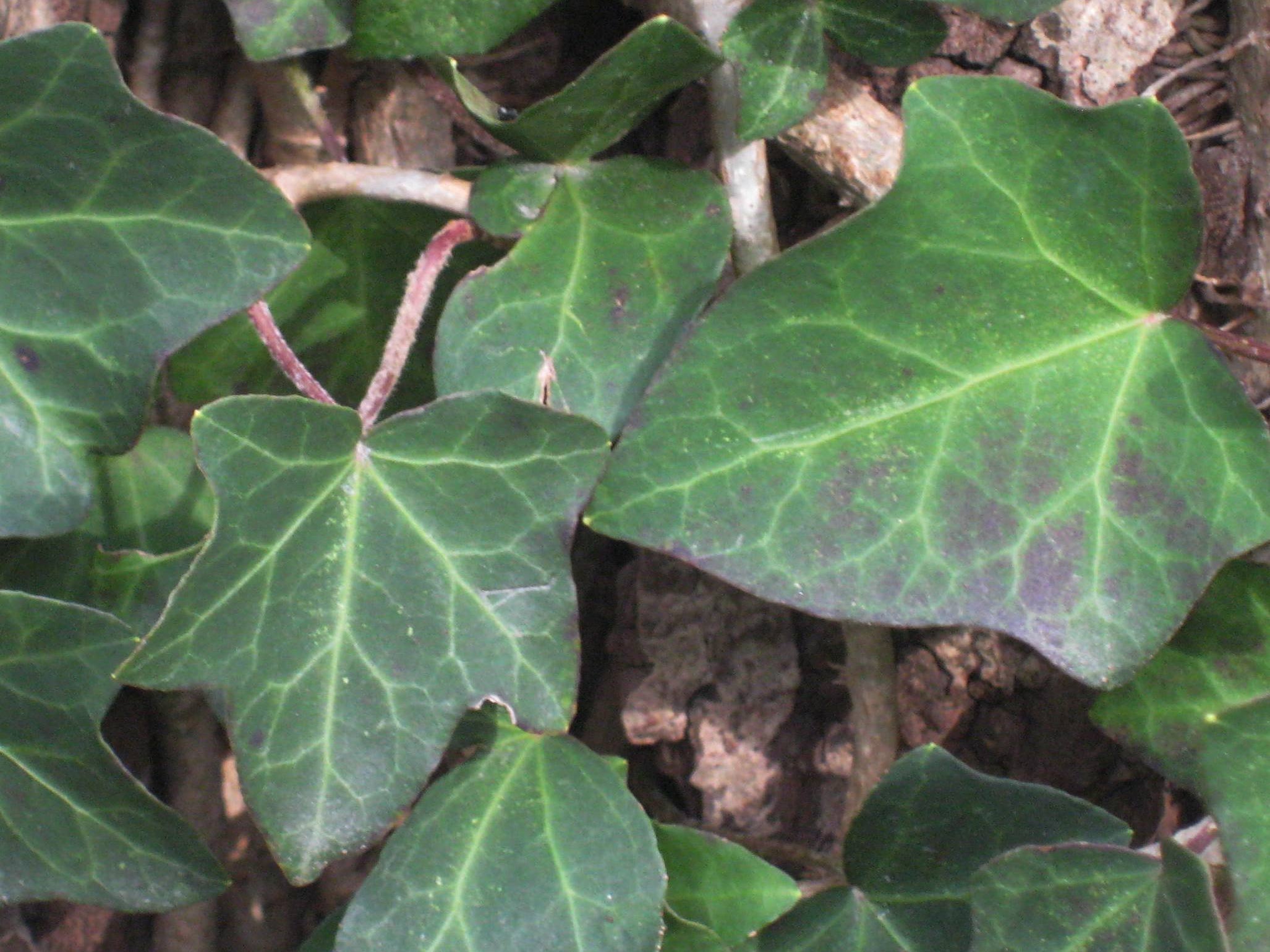 Thorndale English Ivy (Hedera helix 'Thorndale') - 1 gallon