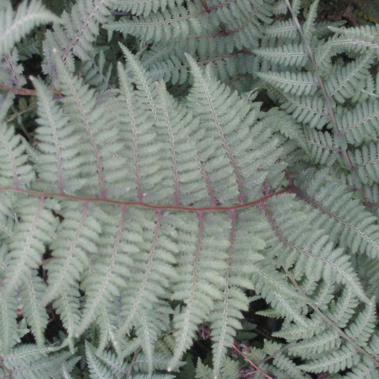Ghost Fern (Athyrium x 'Ghost') - 1 gallon