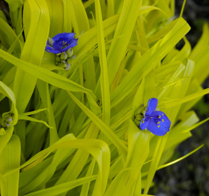 Sweet Kate Spiderwort (Tradescantia x andersoniana 'Sweet Kate') - 1 gallon