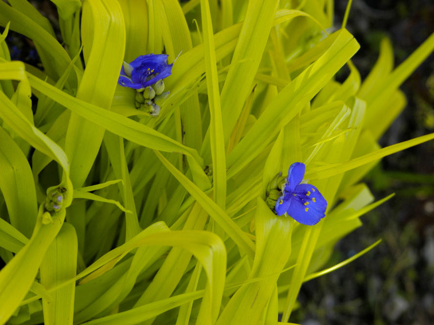 Sweet Kate Spiderwort (Tradescantia x andersoniana 'Sweet Kate') - 1 gallon