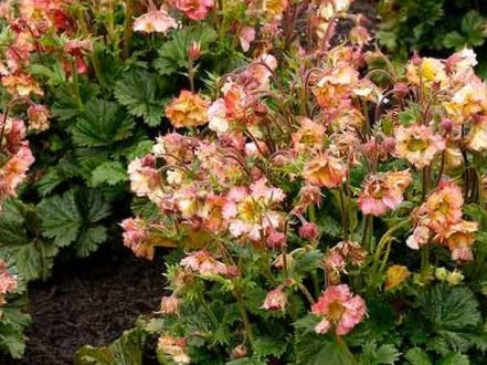 Geum Pretticoats™ Peach (Geum pretticoats 'Peach') - 1 gallon