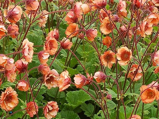 Tempo™ Orange Geum (Geum tempo 'Orange') - 1 gallon
