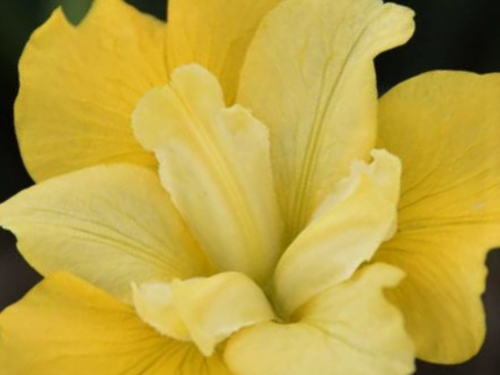 Sunfisher Siberian Iris (Iris siberica 'Sunfisher') - 1 gallon