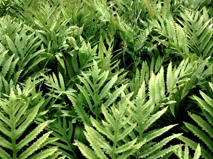 Sensitive Fern (Onoclea 'Sensitive') - 1 gallon