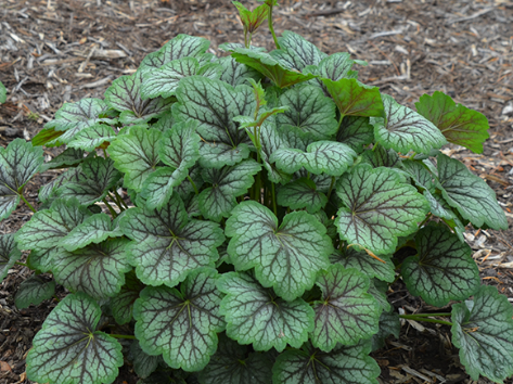 Green Spice Coral Bells (Heuchera americana 'Green Spice') - 1 gallon