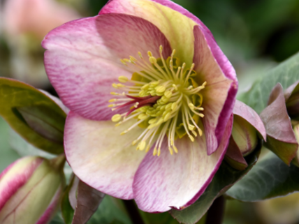Glenda’s Gloss Lenten Rose (Helleborus 'Frostkiss Glendas Gloss') - 1 gallon