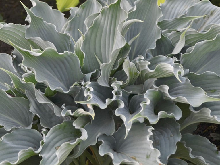 Shadowland® 'Waterslide' Hosta
(Hosta shadowland 'Waterslide') - 1 gallon