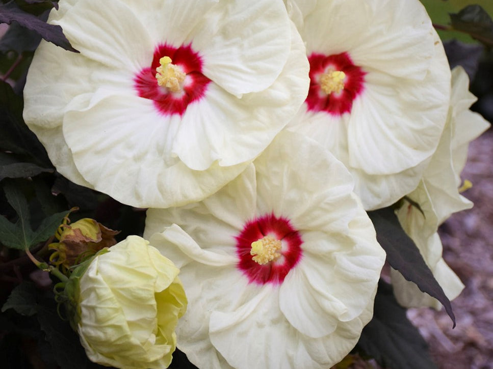 Summerific® 'French Vanilla' Rose Mallow (Hibiscus x 'Summerific French Vanilla') - 2 gallon