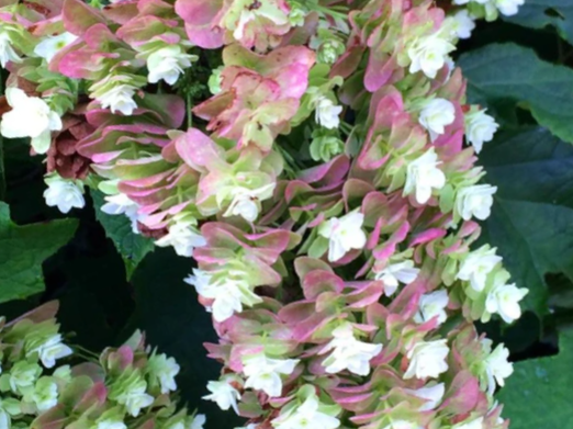 Snowcicle Oakleaf Hydrangea (Hydrangea quercifolia 'Snowcicle') - 3 gallon