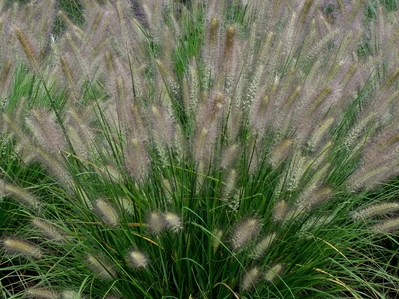 Grass Hush Puppy™ (Pennisetum 'Pe. Al. Hush Puppy') - 2 gallon