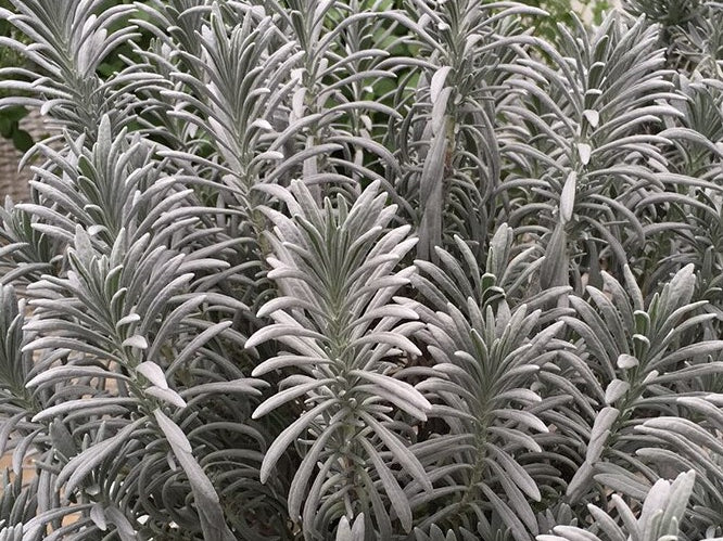 Sensational!® Lavender (Lavandula x i. 'Sensational') - half gallon