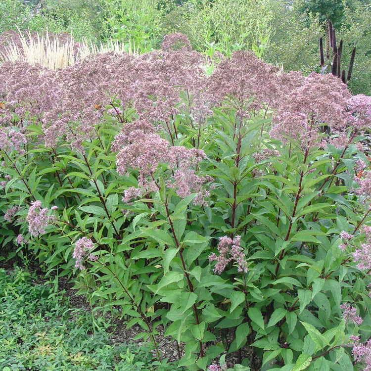 Gateway Joe-Pye Weed (Eupatorium maculatum 'Gateway') - 2 gallon