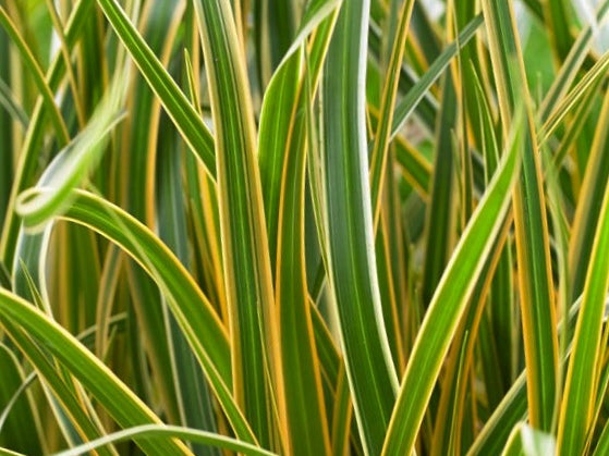 Grass Carex EverColor® Everglow (Carex 'Carex Everglow') - 1 gallon