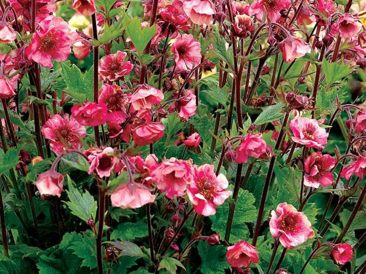 Geum Tempo™ Rose (Geum tempo 'Rose') - 1 gallon