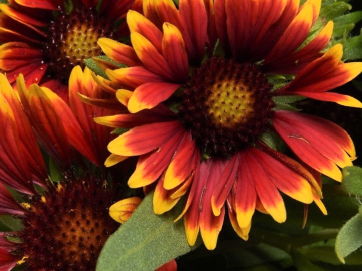 Gaillardia Spintop Orange Halo Blanket Flower (Gaillardia spintop 'Orange Halo') - 1 gallon