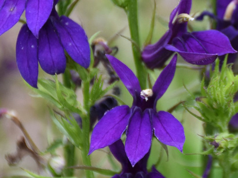 Starship™ Blue Cardinal flower (Lobelia starship 'Blue') - 1 gallon