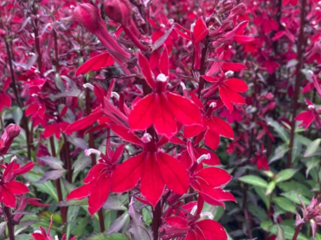 Starship™ Burgundy Cardinal Flower (Lobelia starship 'Burgundy') - 1 gallon